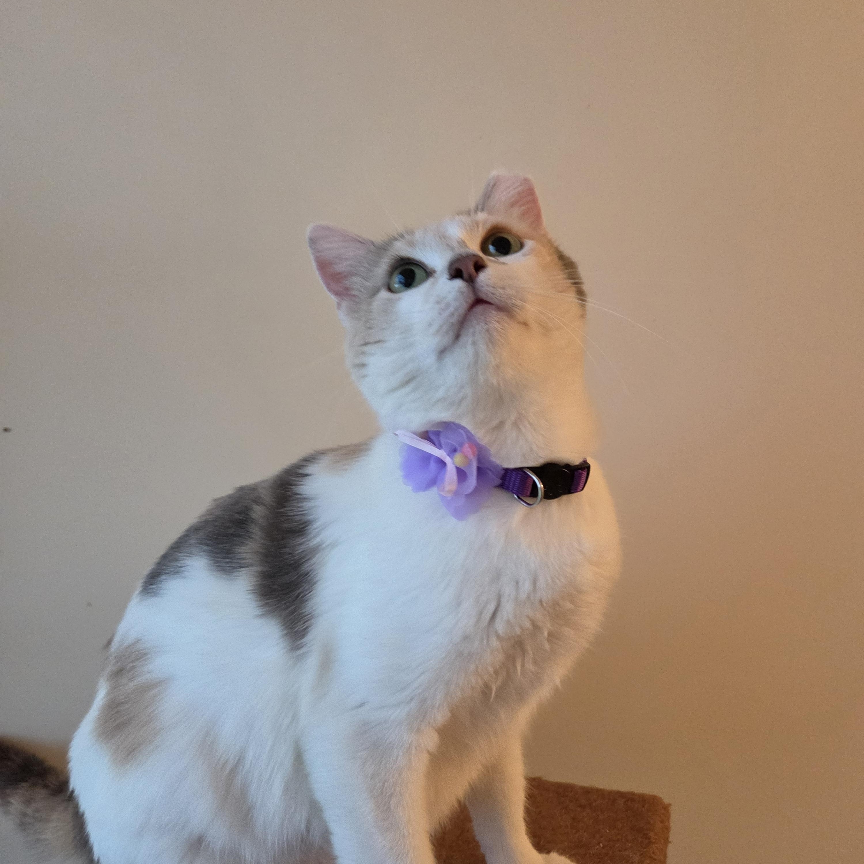 Enlarge Venus, an adopted Domestic Short Hair in Fort Oglethorpe, GA image 4/6