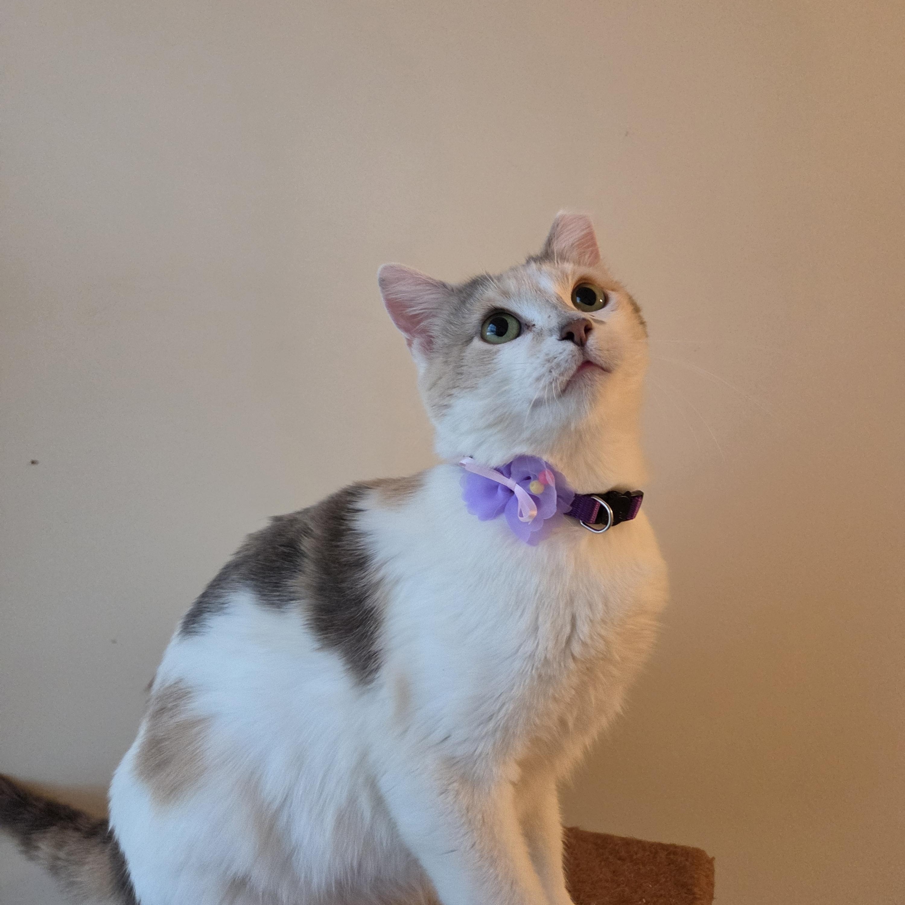 Enlarge Venus, an adopted Domestic Short Hair in Fort Oglethorpe, GA image 5/6