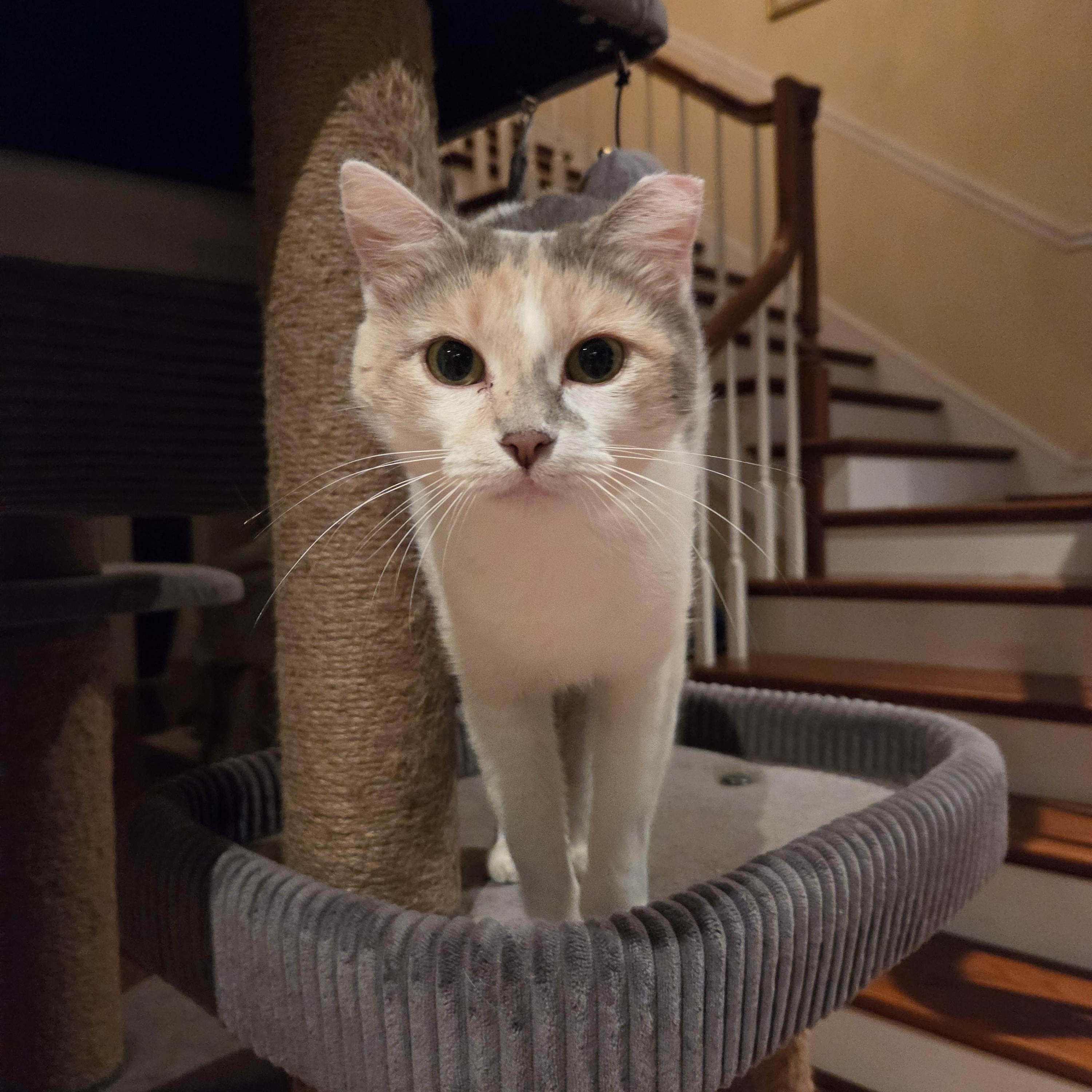 Enlarge Venus, an adopted Domestic Short Hair in Fort Oglethorpe, GA image 6/6
