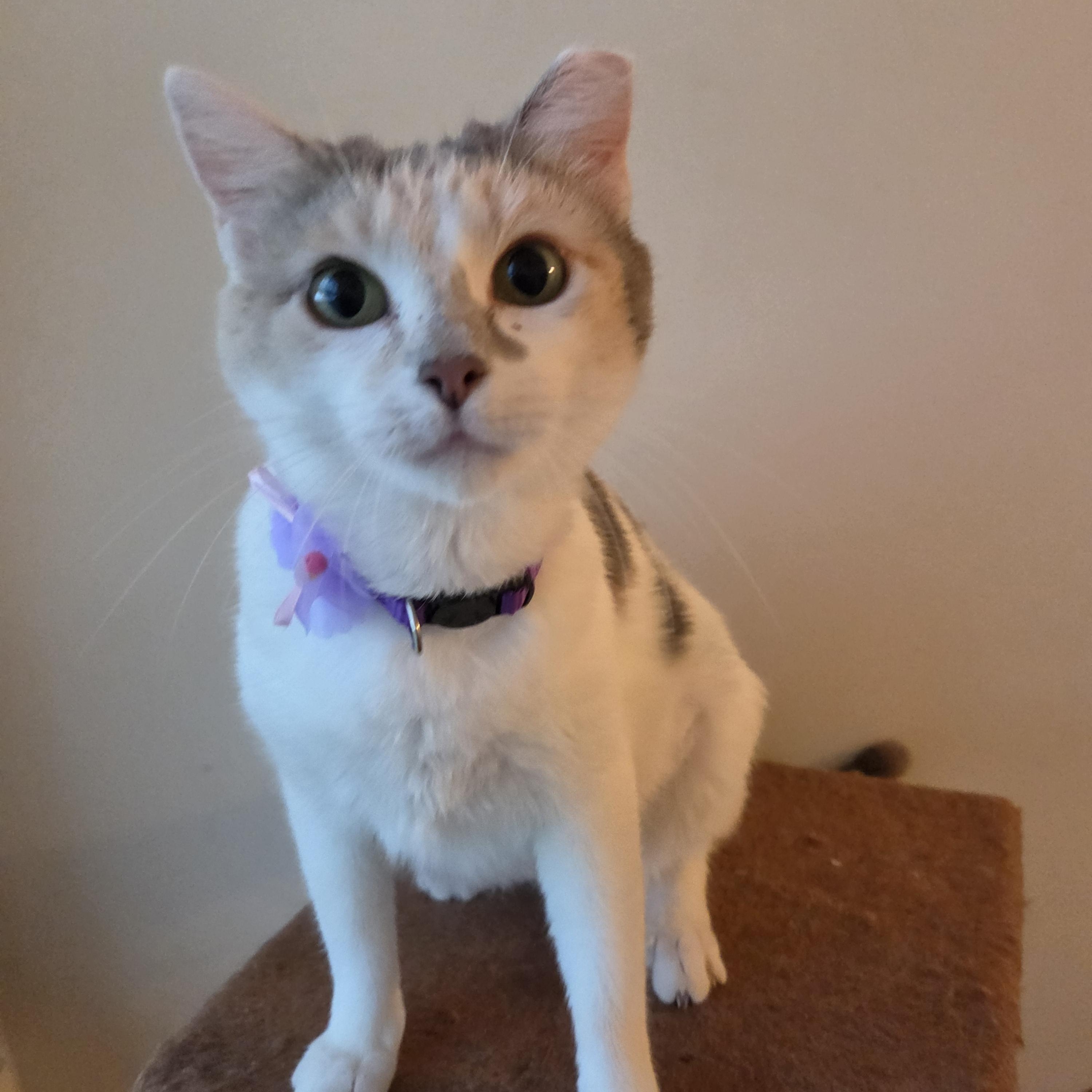 Enlarge Venus, an adopted Domestic Short Hair in Fort Oglethorpe, GA image 3/6