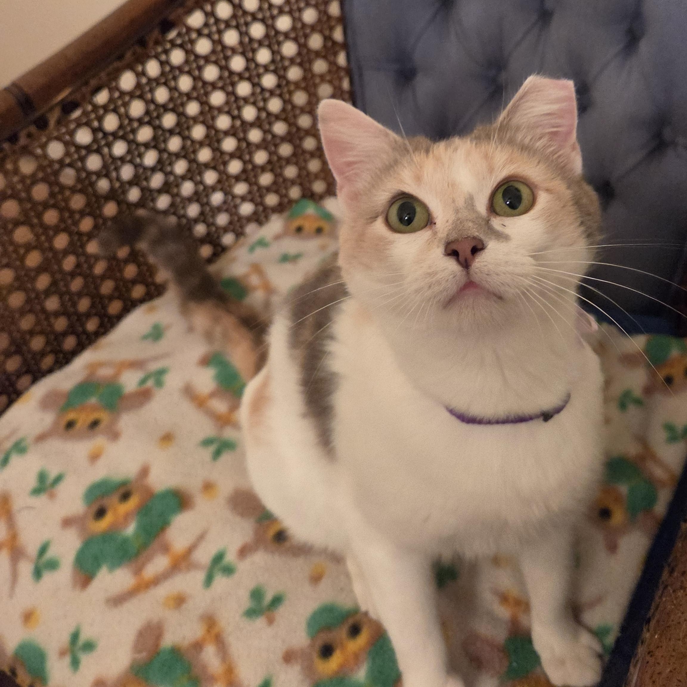 Enlarge Venus, an adopted Domestic Short Hair in Fort Oglethorpe, GA image 2/6