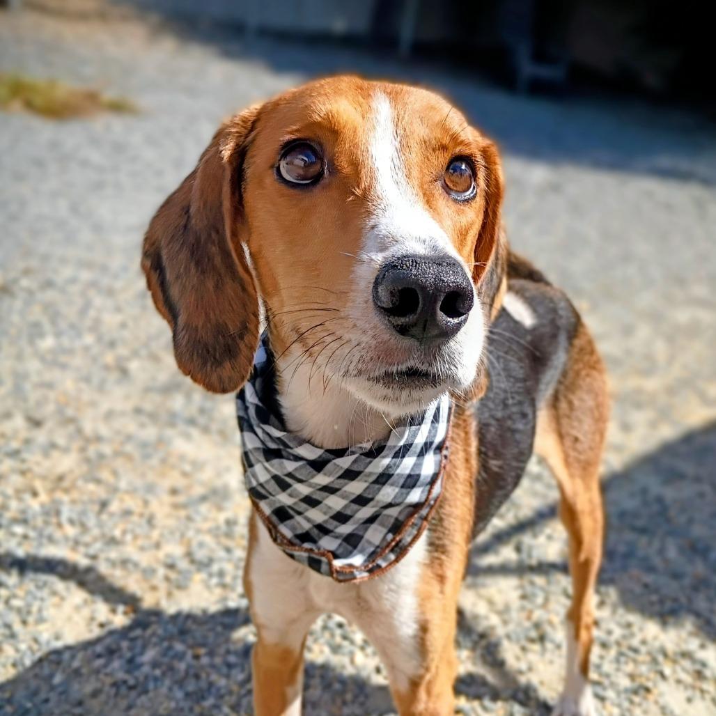 Enlarge Shepherd, a Adoptable Mixed Breed in Fredericksburg, VA image 1/3