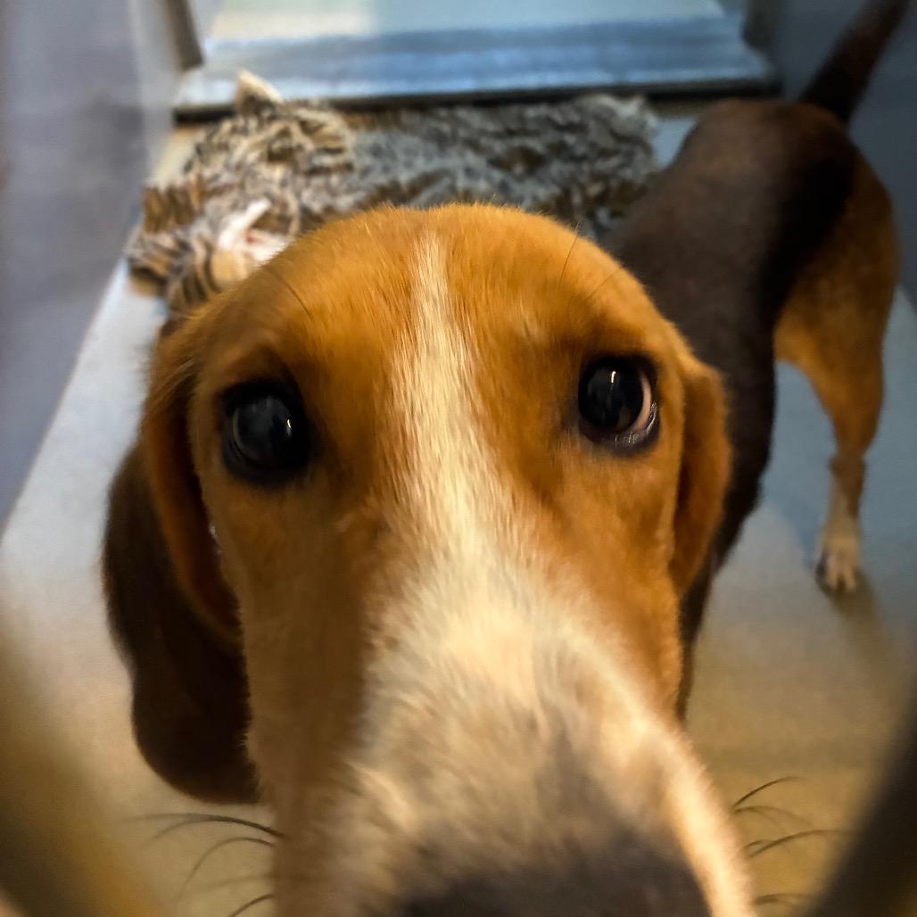 Enlarge Shepherd, a Adoptable Mixed Breed in Fredericksburg, VA image 2/3