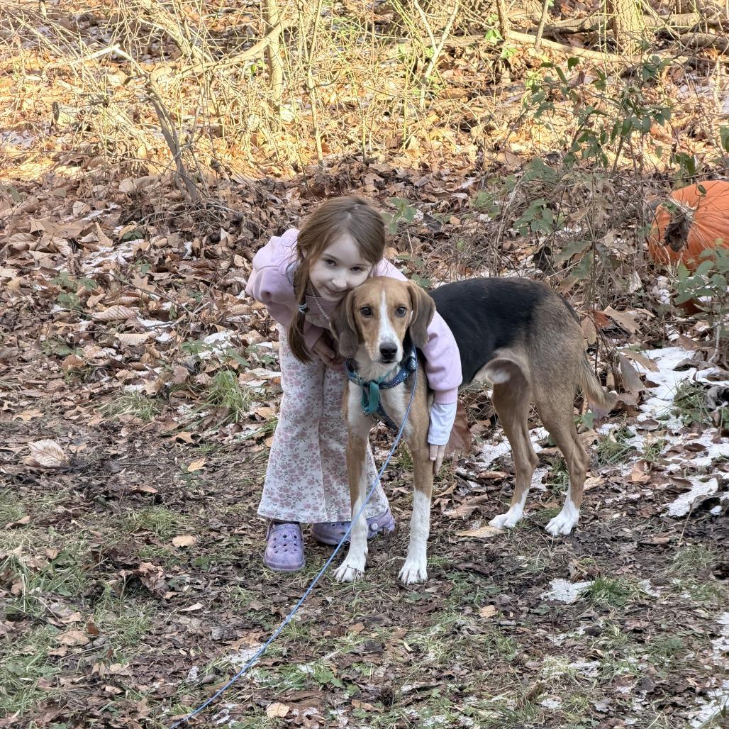 Enlarge Shepherd, a Adoptable Mixed Breed in Fredericksburg, VA image 3/3