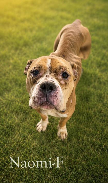 Naomi, Adoptable, Adult Female Mixed Breed & Mixed Breed.