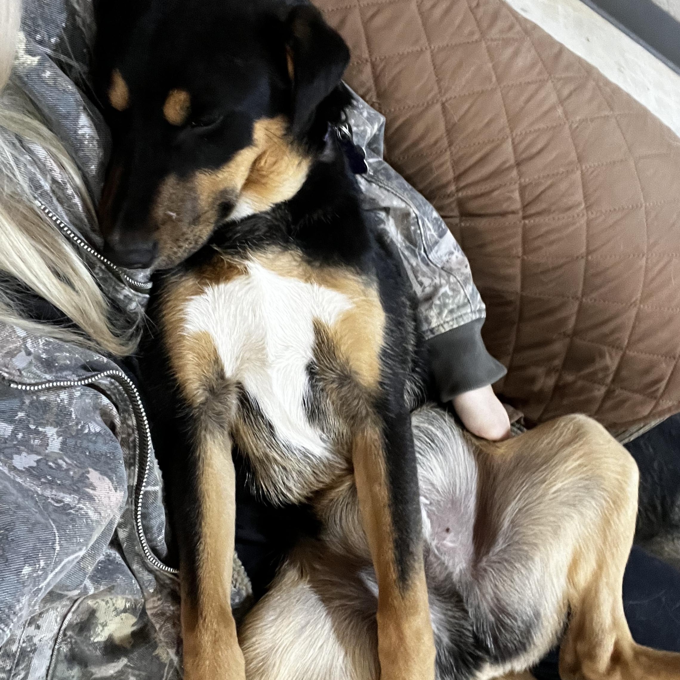 Eli, an adopted mixed breed in Loveland, CO image 2/6