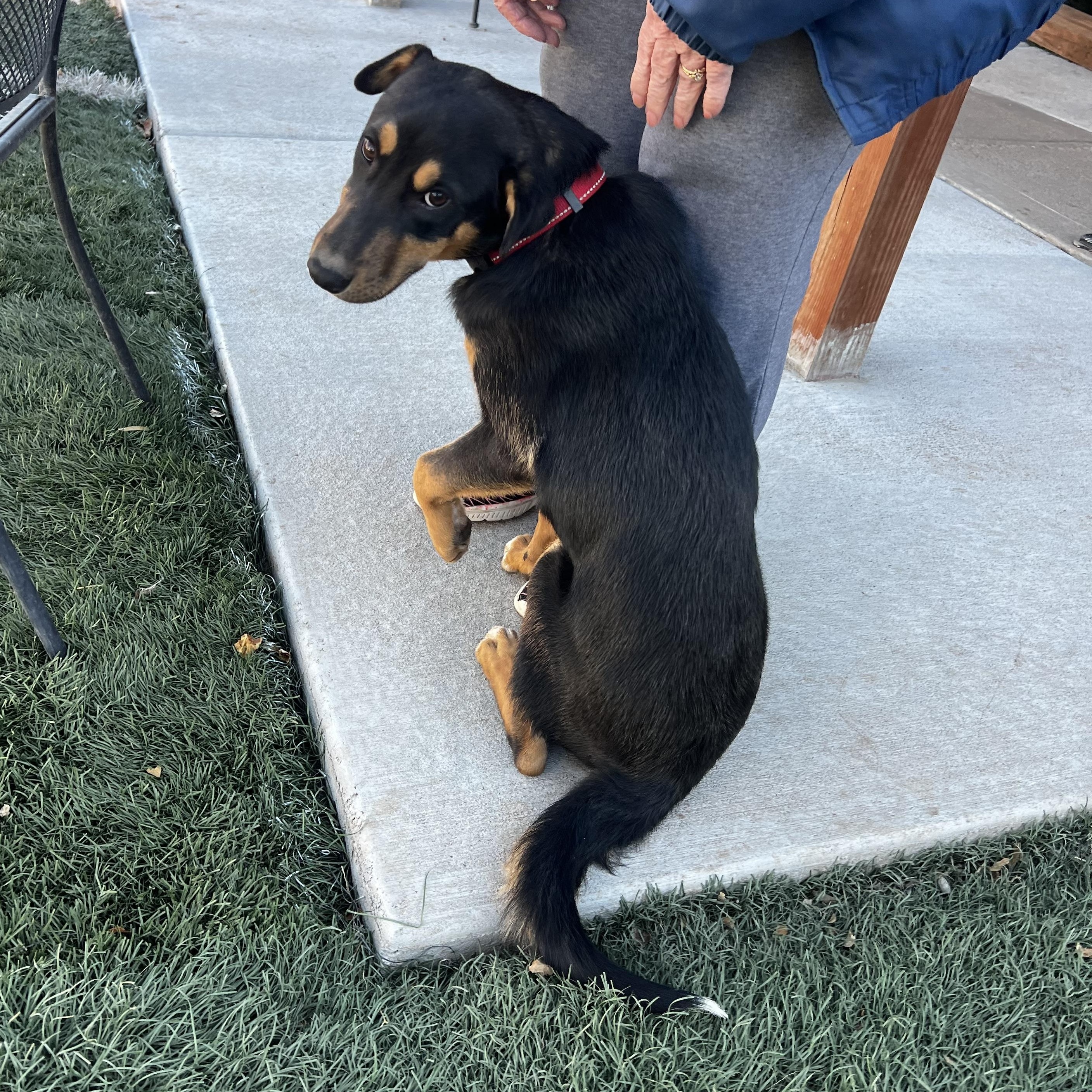 Eli, a Adoptable mixed breed in Loveland, CO image 4/6