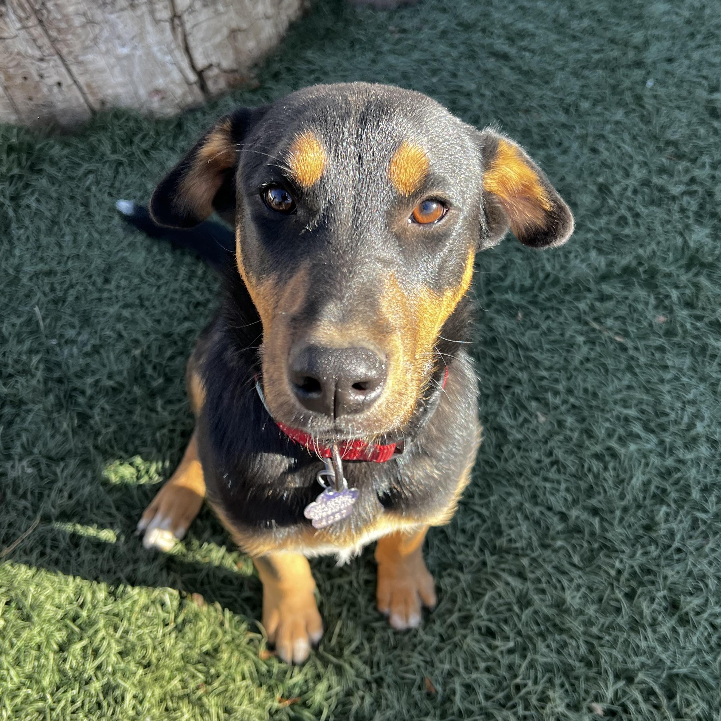 Eli, a Adoptable mixed breed in Loveland, CO image 2/6