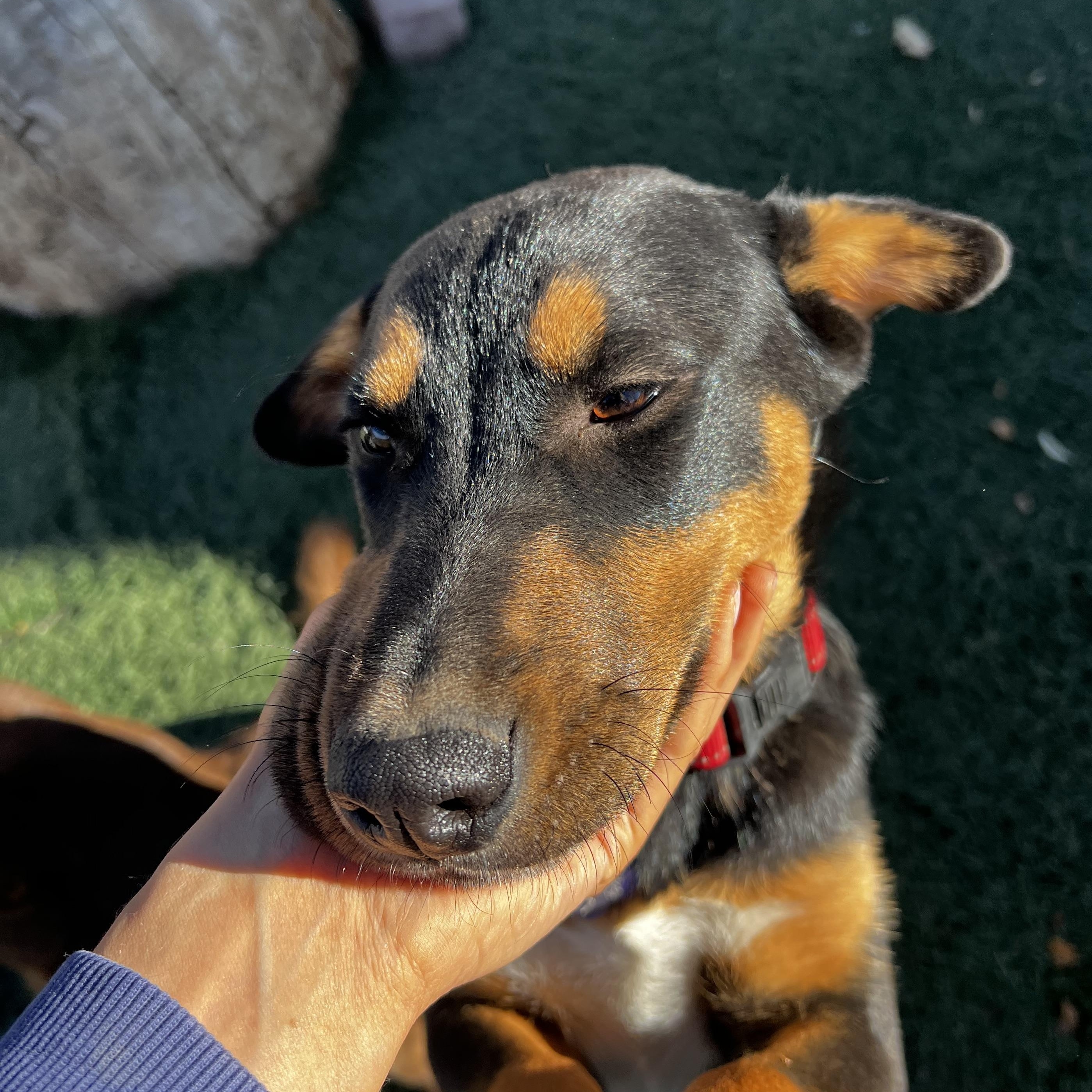 Eli, a Adoptable mixed breed in Loveland, CO image 3/6