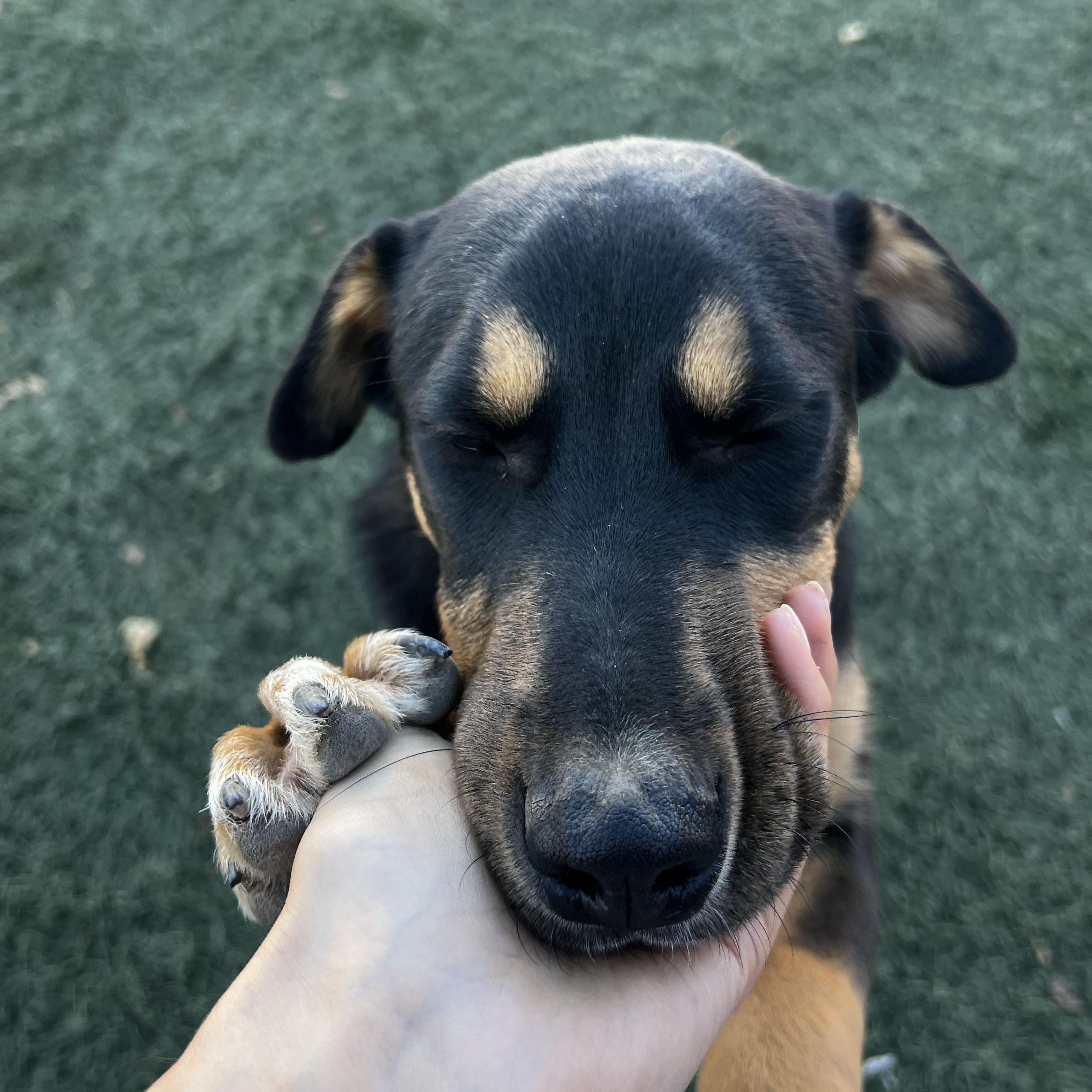 Eli, a Adoptable mixed breed in Loveland, CO image 5/6