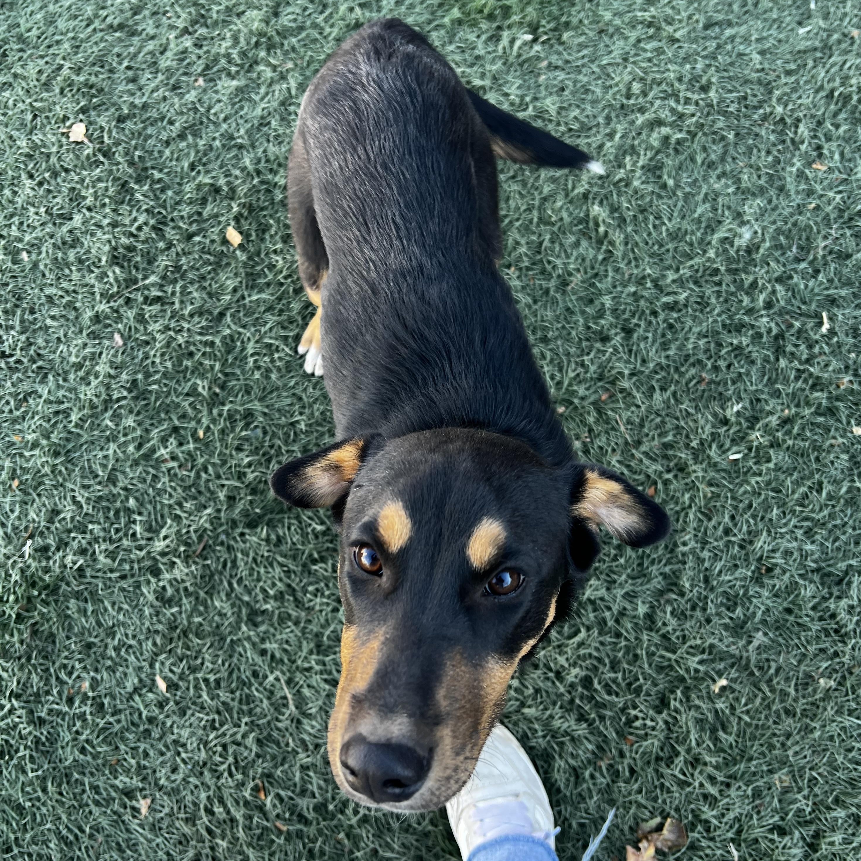 Eli, a Adoptable mixed breed in Loveland, CO image 6/6