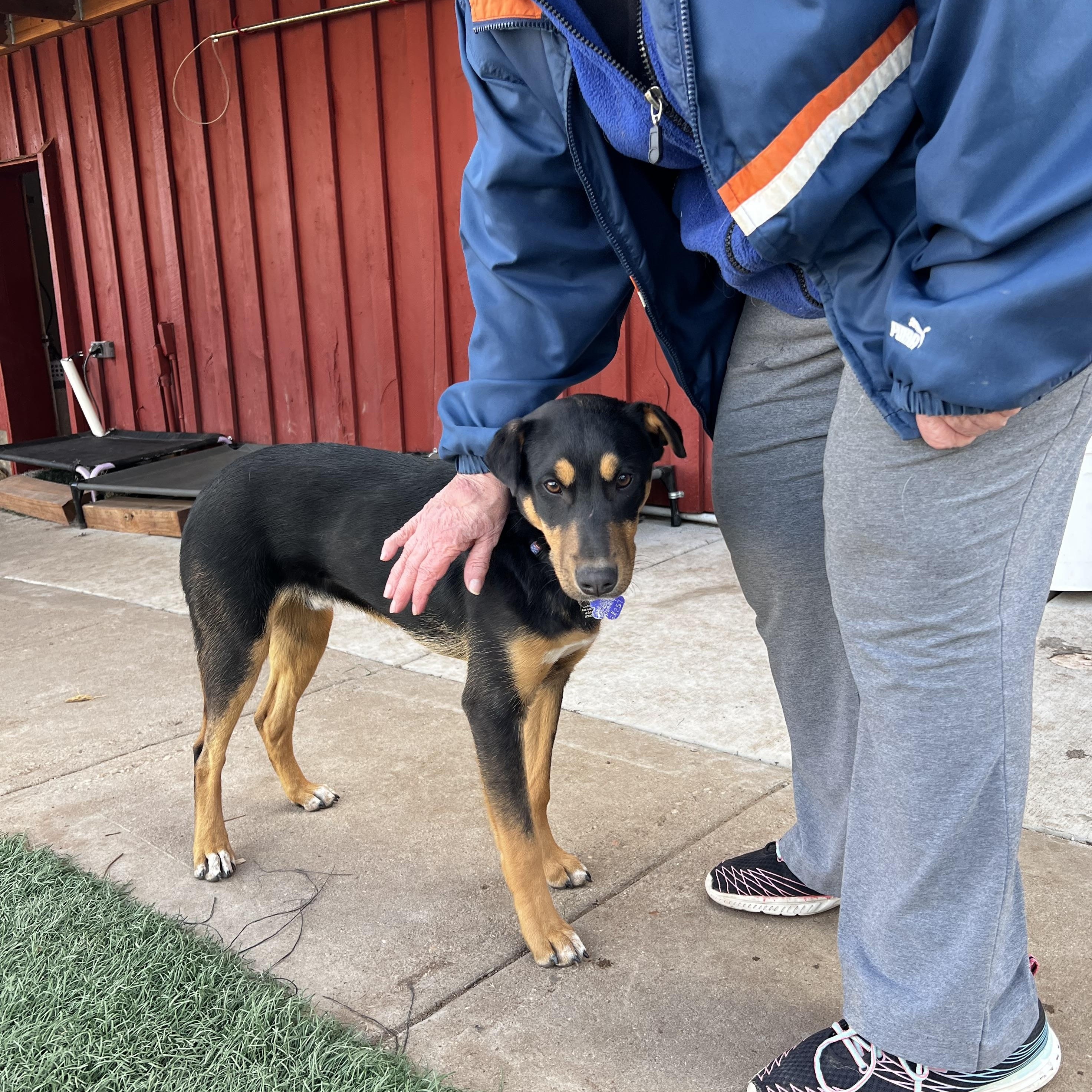 Eli, an adopted mixed breed in Loveland, CO image 6/6