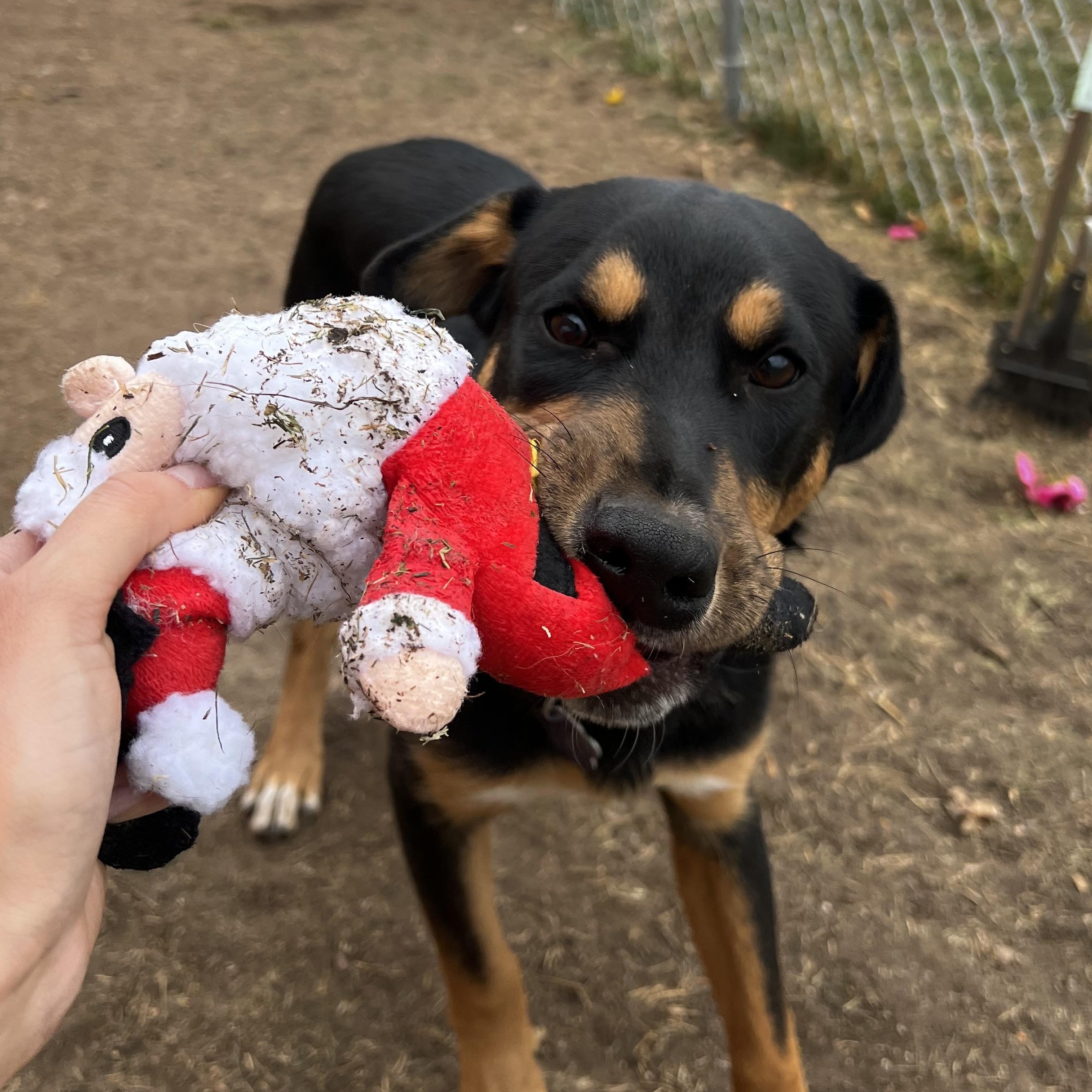 Eli, Adoptable, Puppy Male Shepherd & Rottweiler.