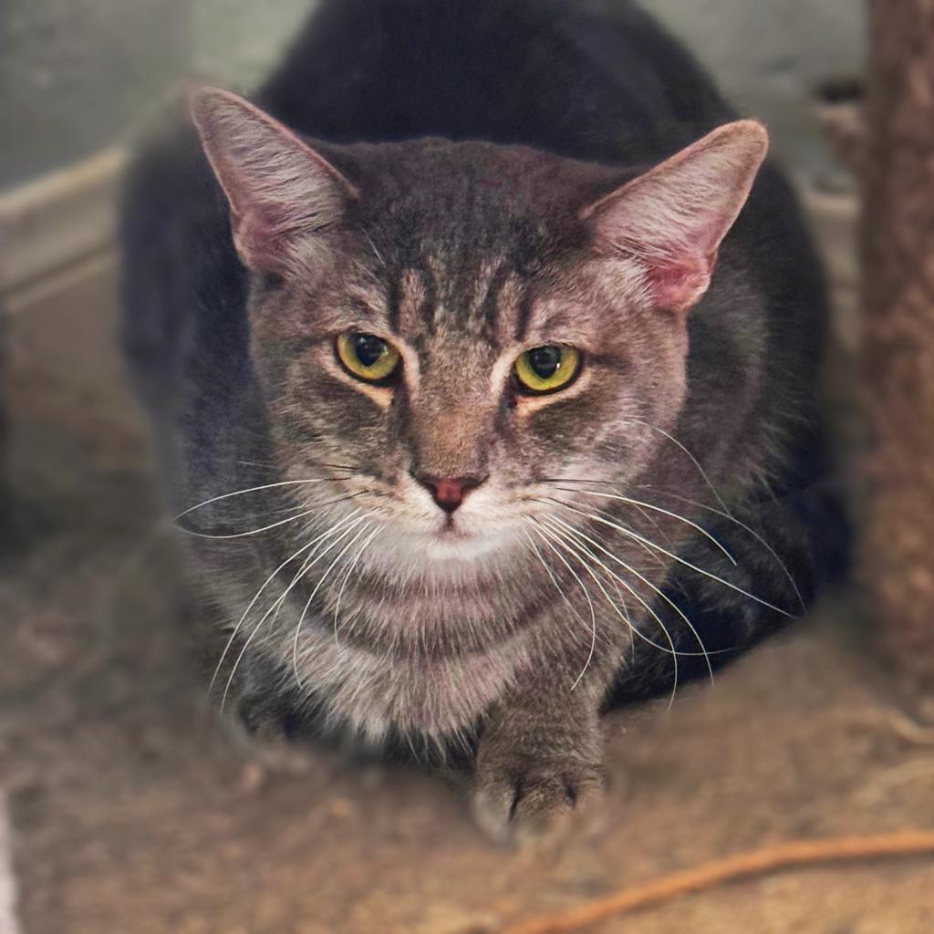 Sir Prise, Adoptable, Adult Male Domestic Short Hair.