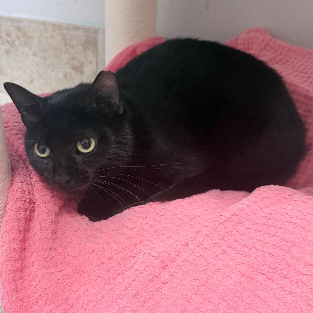 Shiloh, Adoptable, Adult Female Domestic Short Hair.