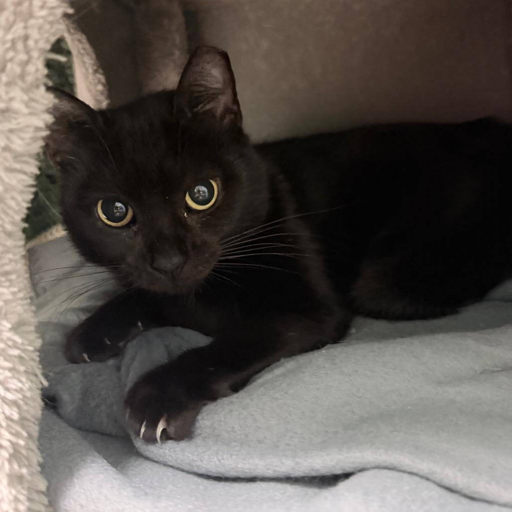 Enlarge Shiloh, a Adoptable Domestic Short Hair in Titusville, FL image 2/3