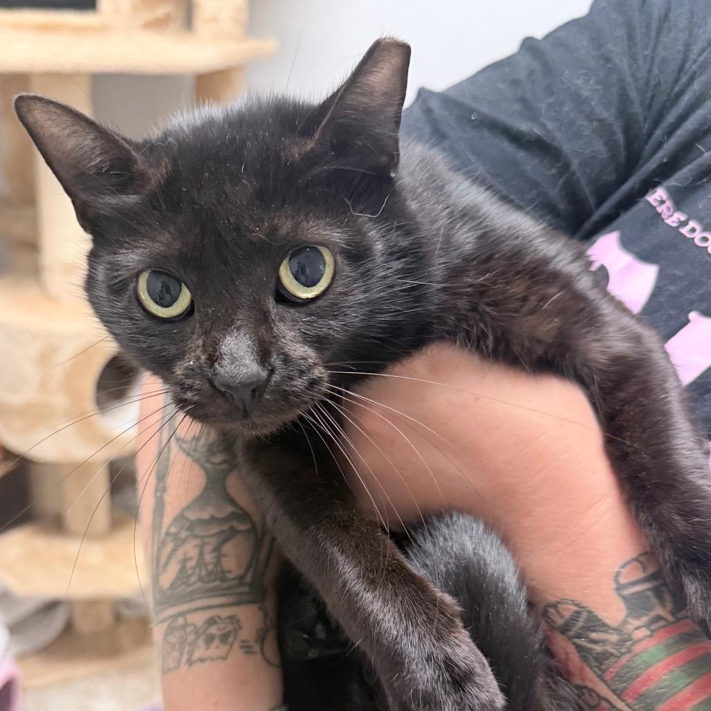 Enlarge Shiloh, a Adoptable Domestic Short Hair in Titusville, FL image 2/2