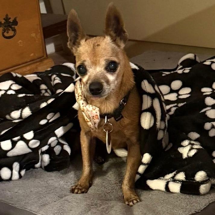 Ashton, a Adoptable Chihuahua in Silver Spring, MD image 1/6