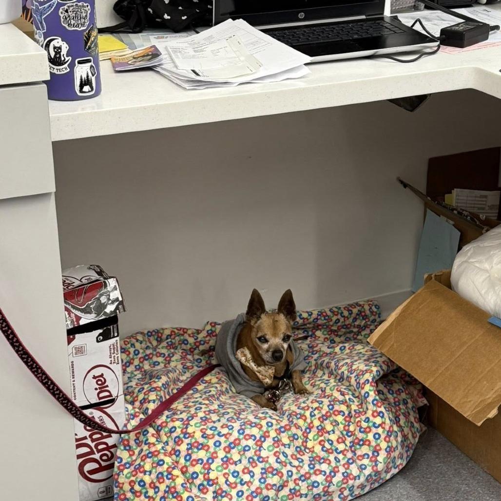 Ashton, a Adoptable Chihuahua in Silver Spring, MD image 3/6