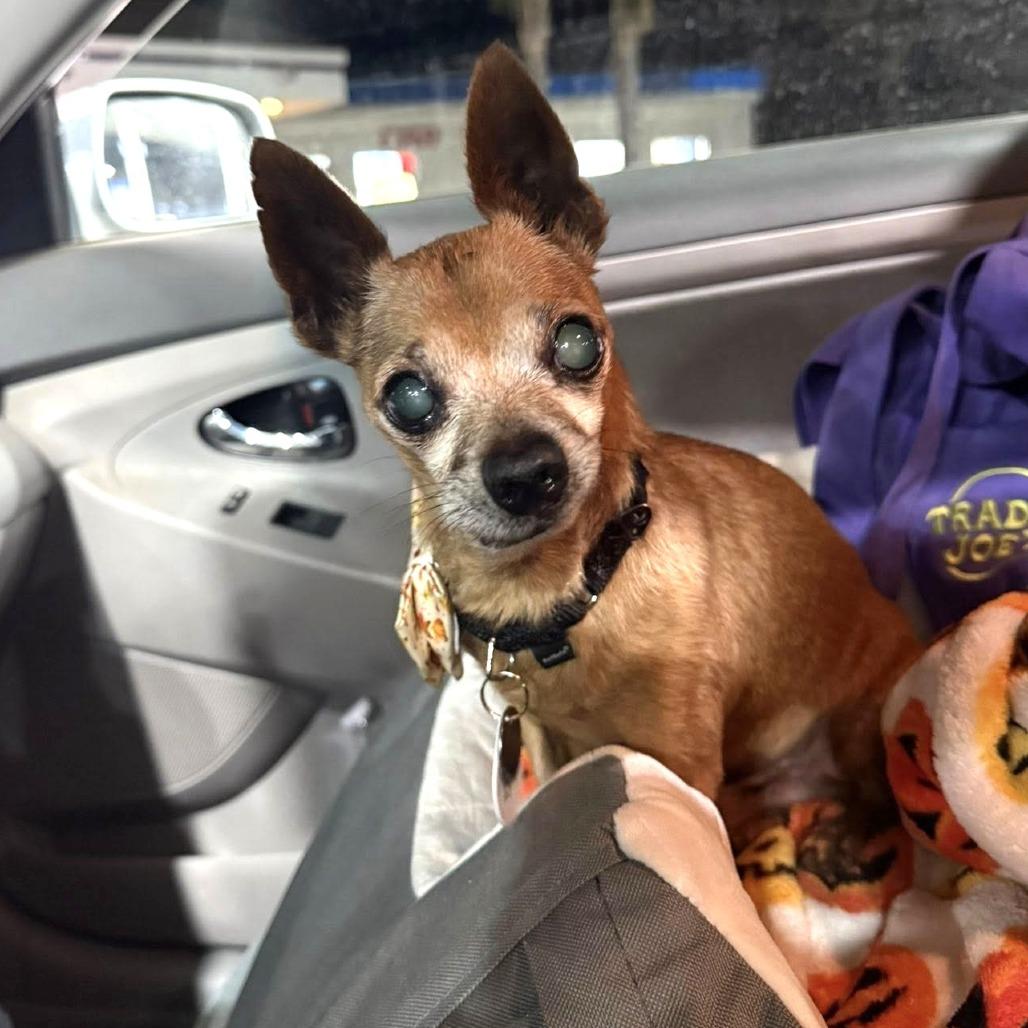 Ashton, a Adoptable Chihuahua in Silver Spring, MD image 4/6