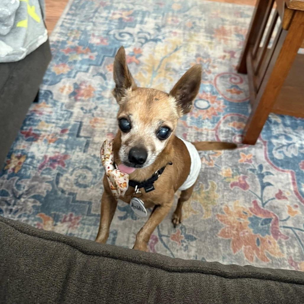 Ashton, a Adoptable Chihuahua in Silver Spring, MD image 5/6