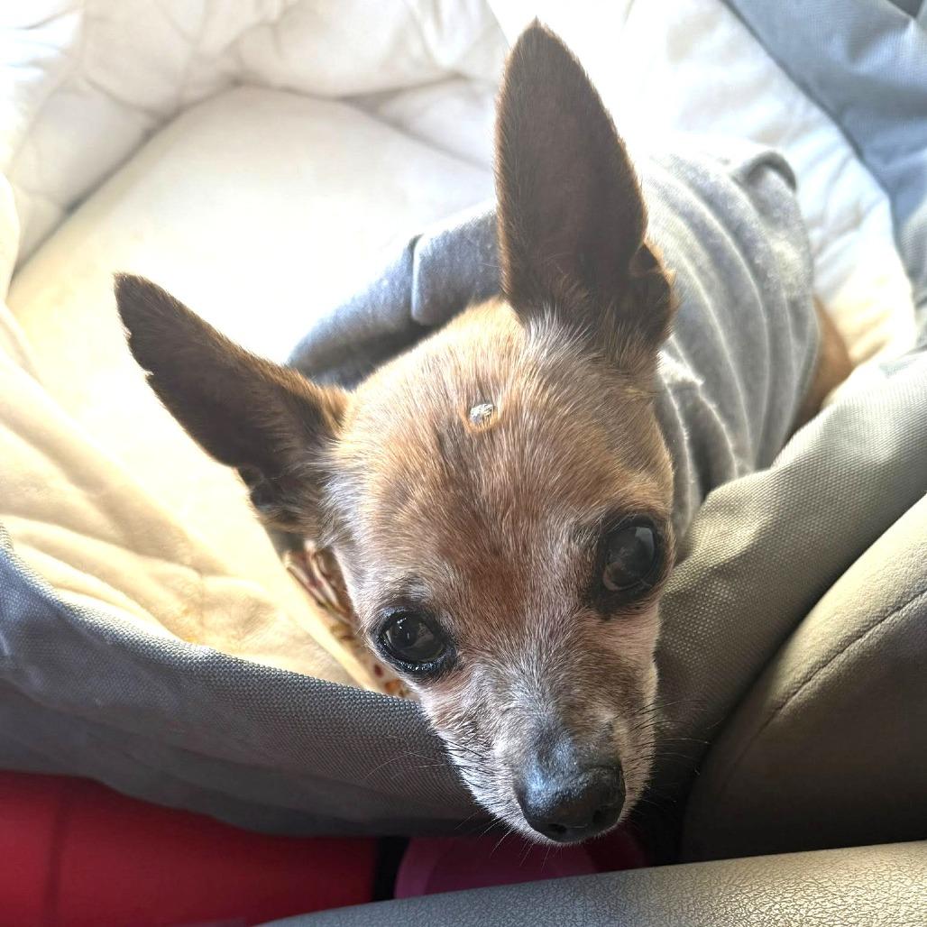 Ashton, a Adoptable Chihuahua in Silver Spring, MD image 6/6