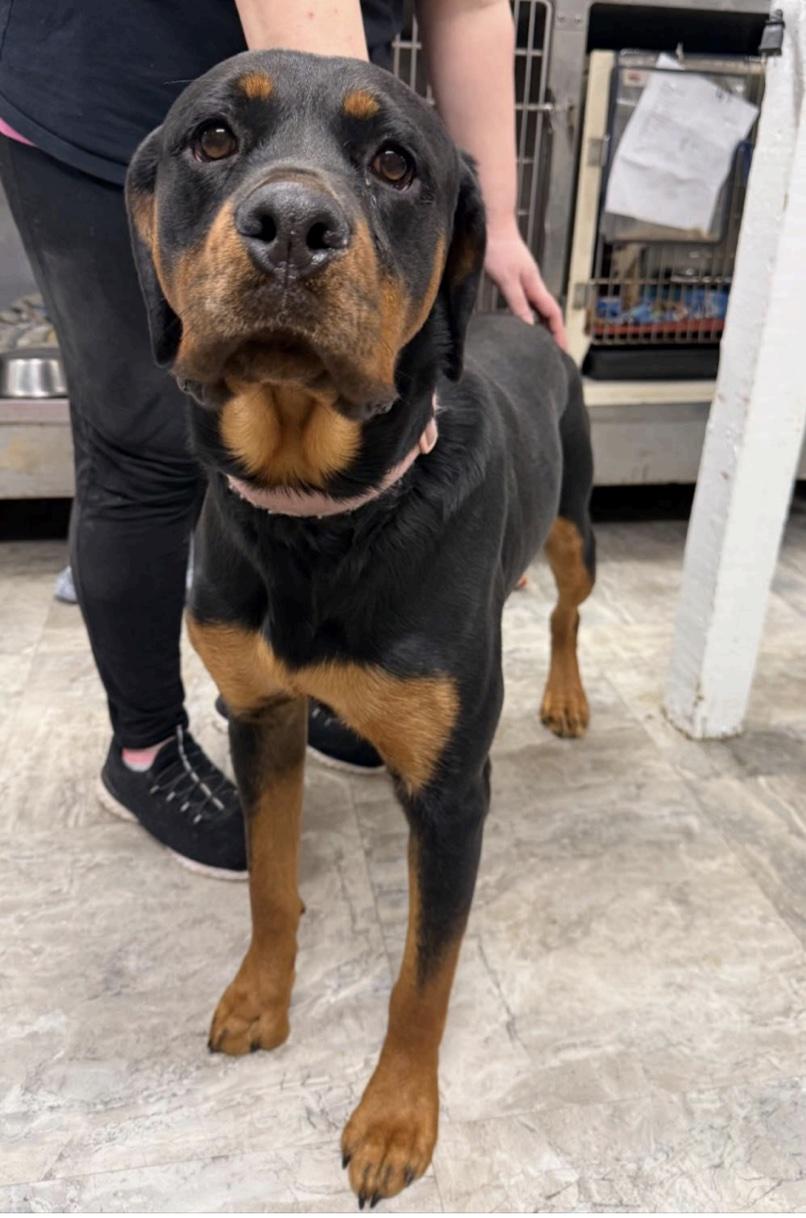 Enlarge Blossom, an adopted mixed breed in Cedarburg, WI image 2/3