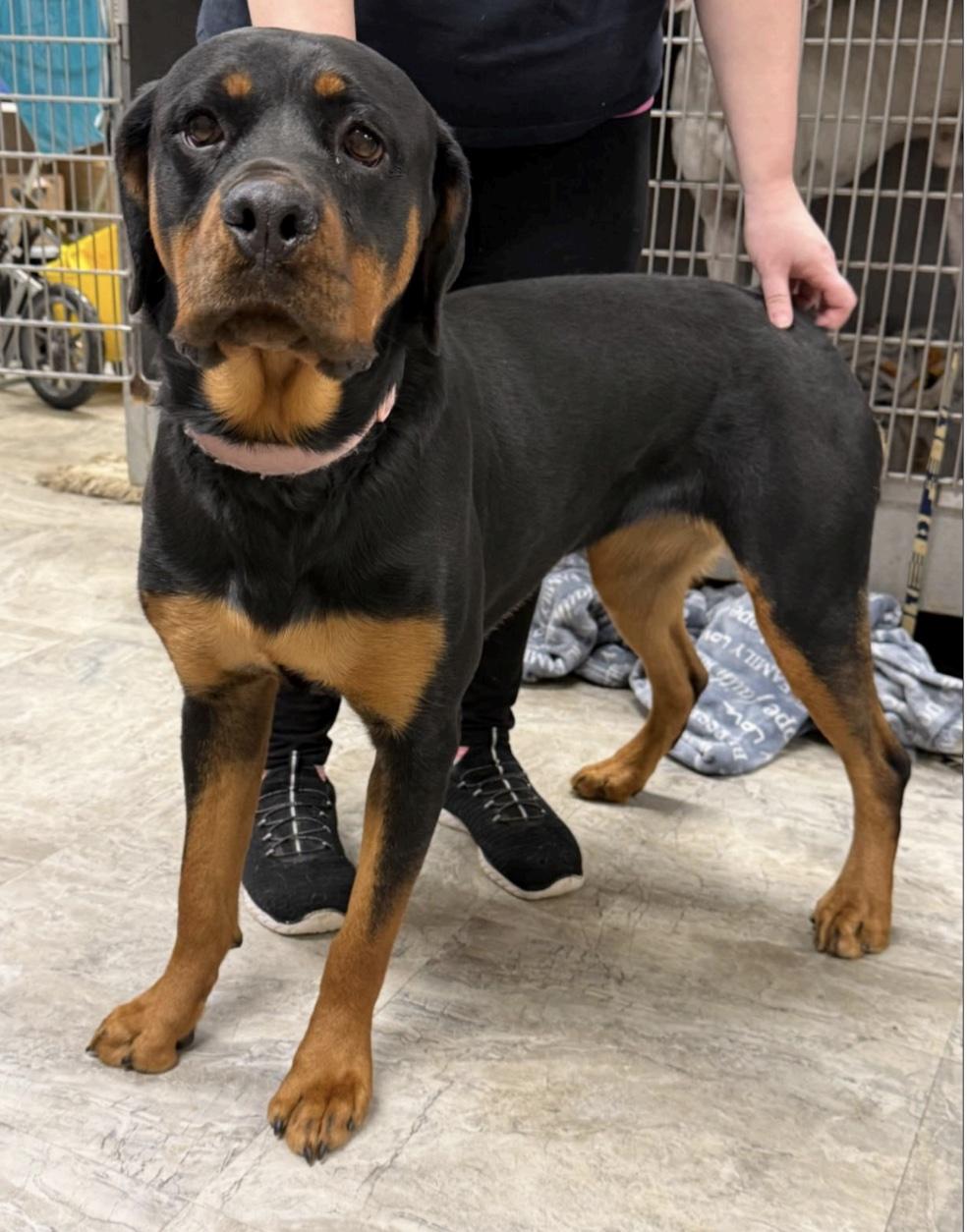 Enlarge Blossom, an adopted mixed breed in Cedarburg, WI image 1/3