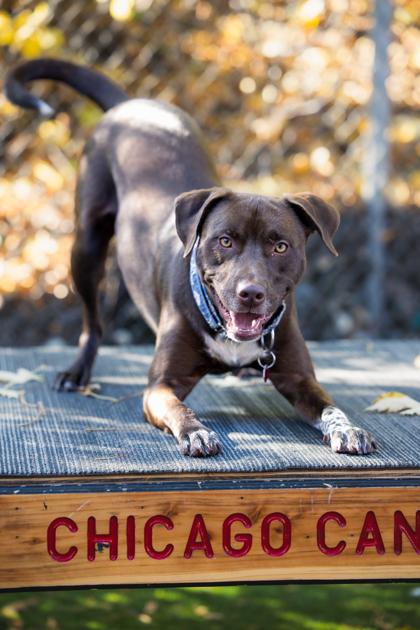 Woody, Adoptable, Puppy Male Mixed Breed & Mixed Breed.