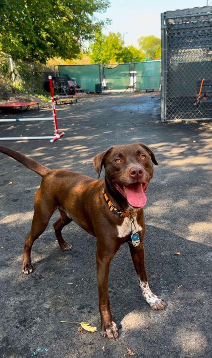 Enlarge Woody, a Adoptable Mixed Breed in Chicago, IL image 2/3