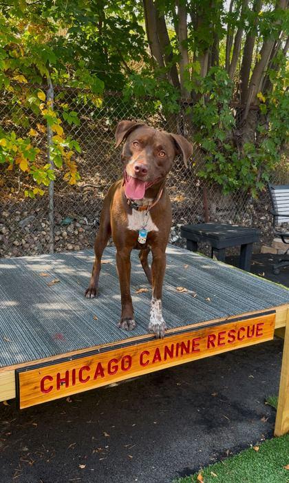 Enlarge Woody, a Adoptable Mixed Breed in Chicago, IL image 3/3