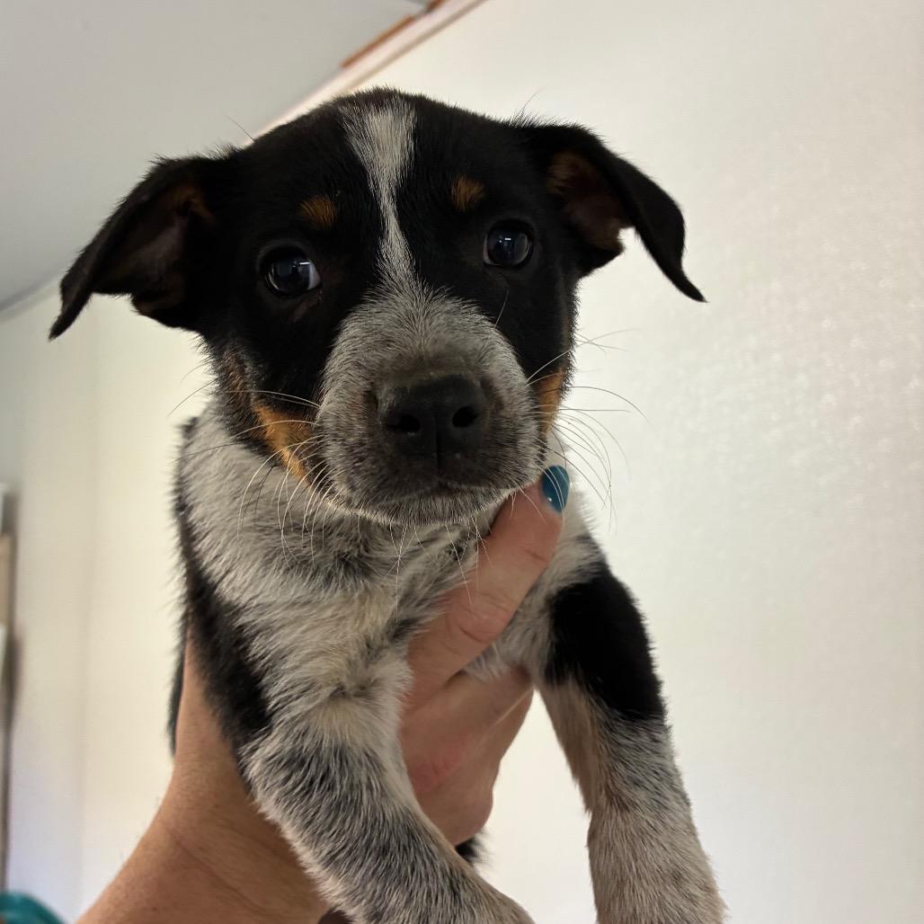 Enlarge Asparagus, a Adoptable mixed breed in Hattiesburg, MS image 1/2