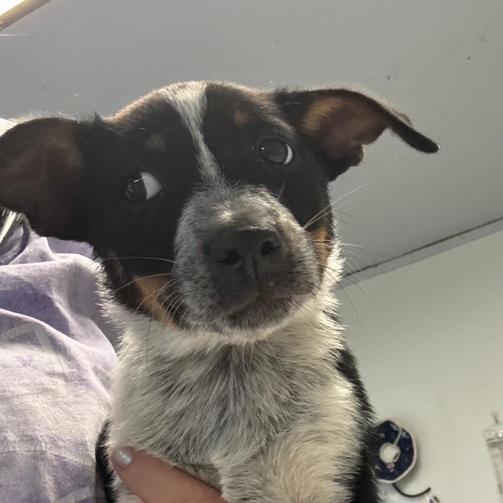 Enlarge Asparagus, a Adoptable mixed breed in Hattiesburg, MS image 2/2