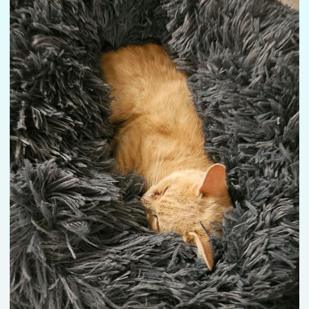Enlarge Ginger of Belmore, an adopted Domestic Short Hair in Lucknow, ON image 4/6