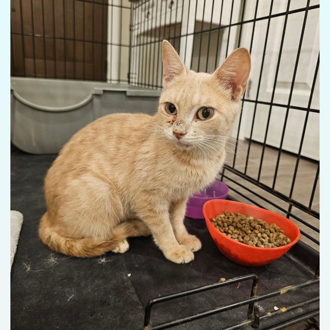 Ginger of Belmore, adopted, Young Female Domestic Short Hair.
