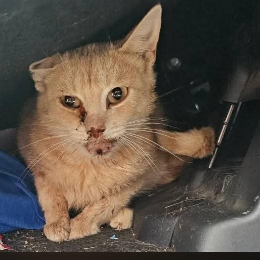 Enlarge Ginger of Belmore, an adopted Domestic Short Hair in Lucknow, ON image 2/6