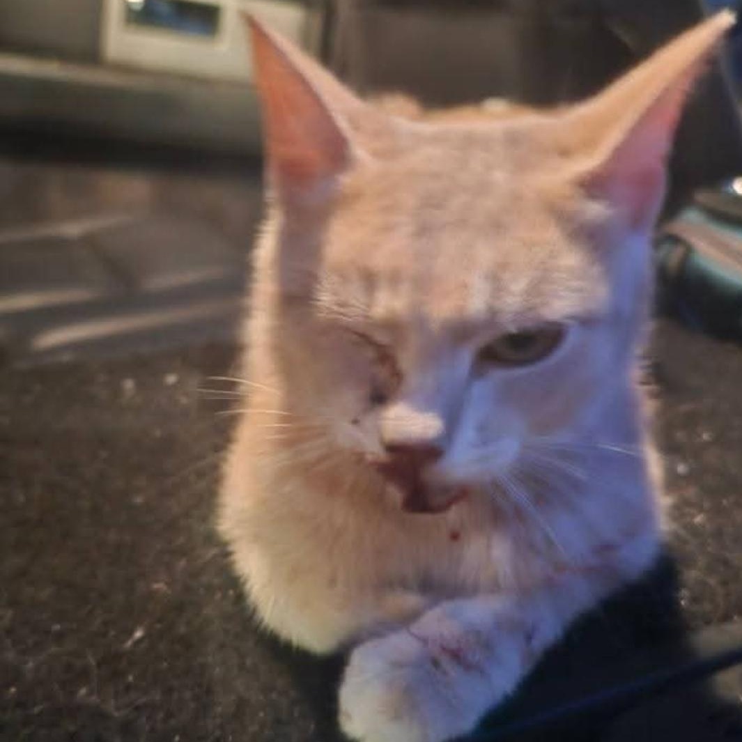 Enlarge Ginger of Belmore, an adopted Domestic Short Hair in Lucknow, ON image 3/6