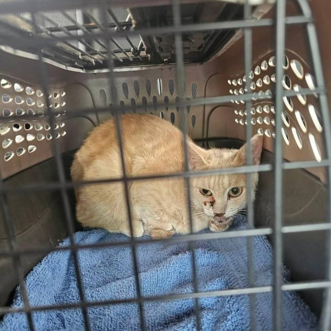Enlarge Ginger of Belmore, an adopted Domestic Short Hair in Lucknow, ON image 6/6