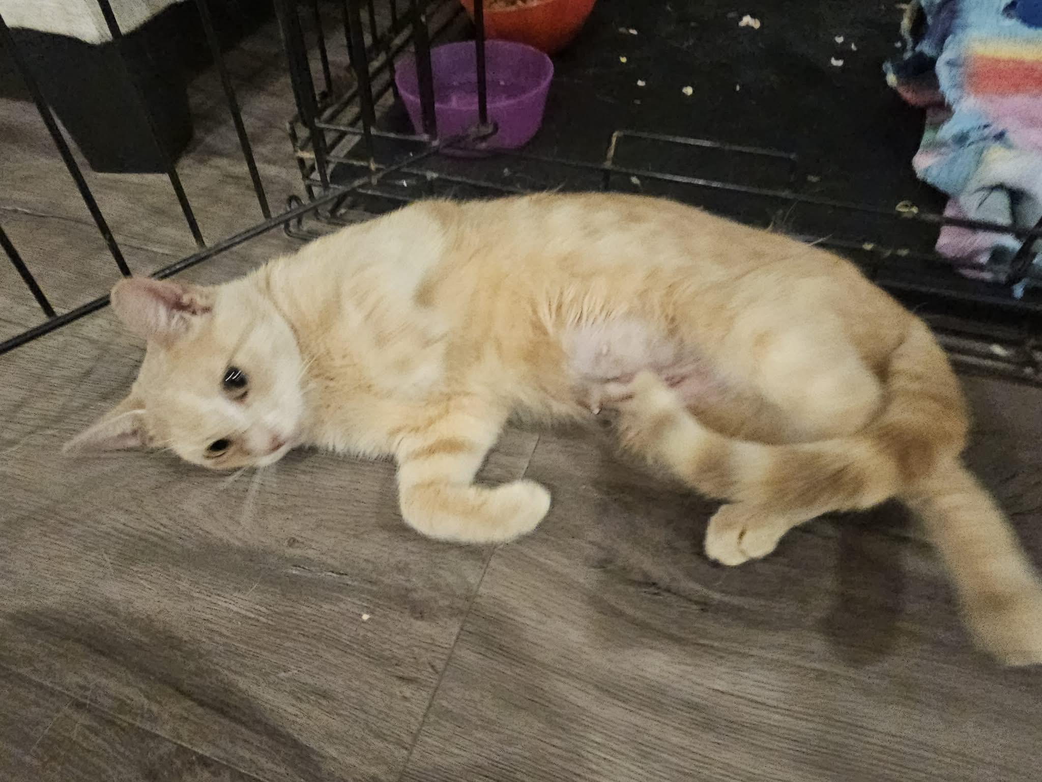 Enlarge Ginger of Belmore, an adopted Domestic Short Hair in Lucknow, ON image 5/6