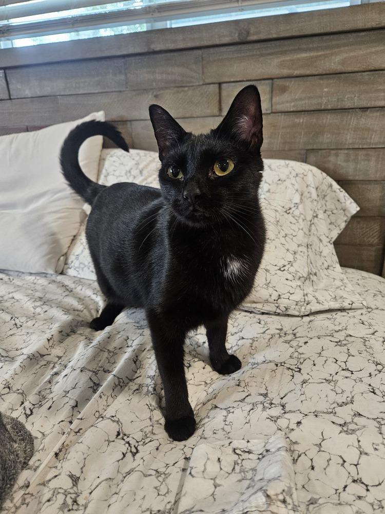 Enlarge Hiccup, a Adoptable Domestic Short Hair in Hudson, NH image 1/2