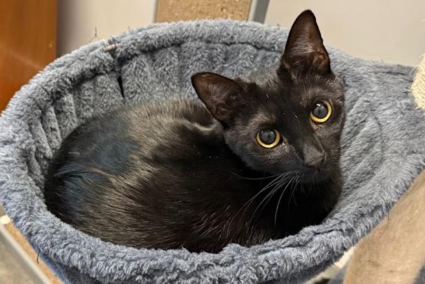 Enlarge Hiccup, a Adoptable Domestic Short Hair in Hudson, NH image 2/2
