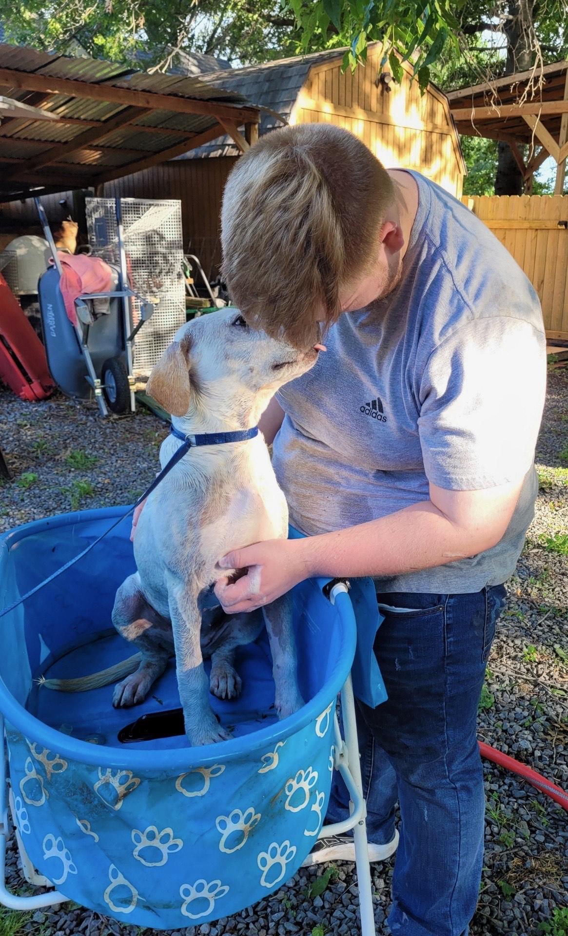 Angel, Adoptable, Young Female Labrador Retriever.