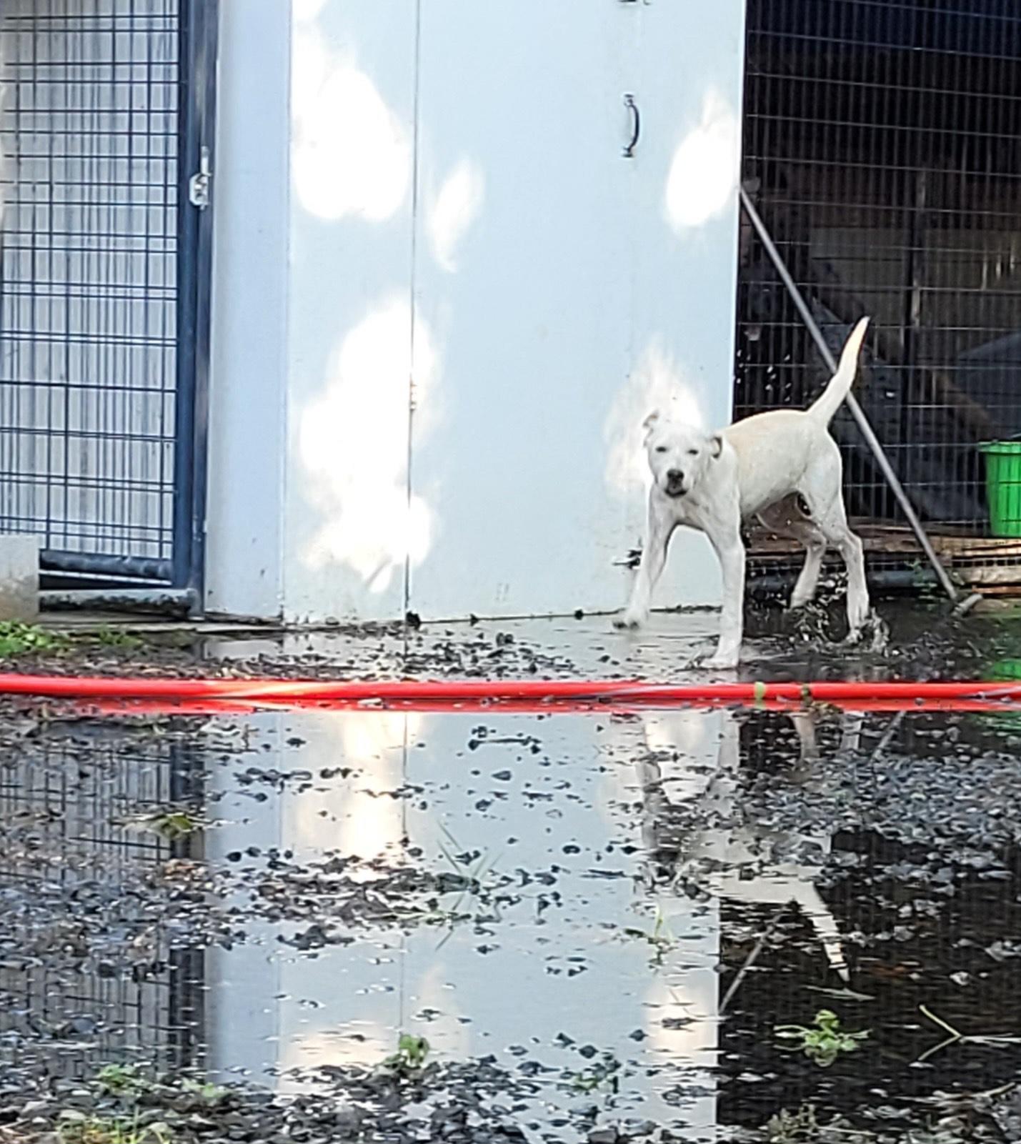 Enlarge Angel, a Adoptable Labrador Retriever in Muskogee, OK image 2/6