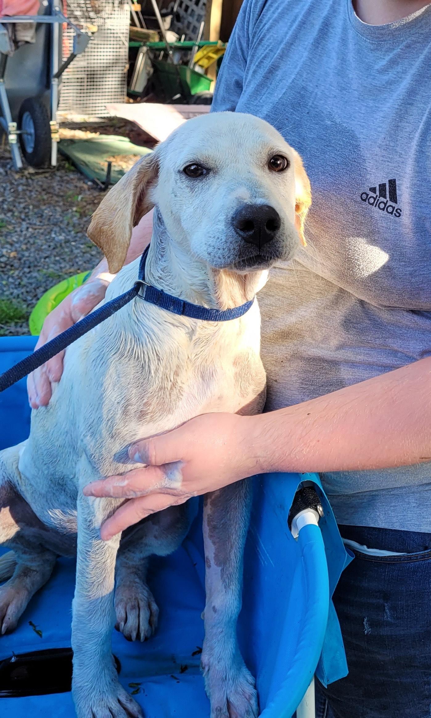 Enlarge Angel, a Adoptable Labrador Retriever in Muskogee, OK image 3/6