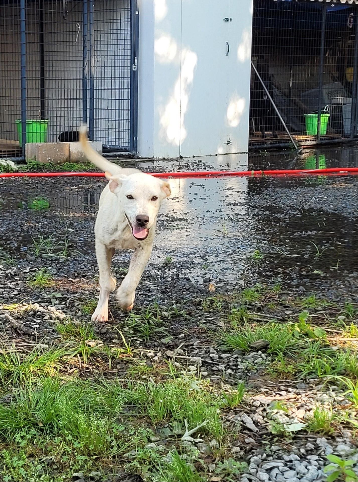 Enlarge Angel, a Adoptable Labrador Retriever in Muskogee, OK image 4/6