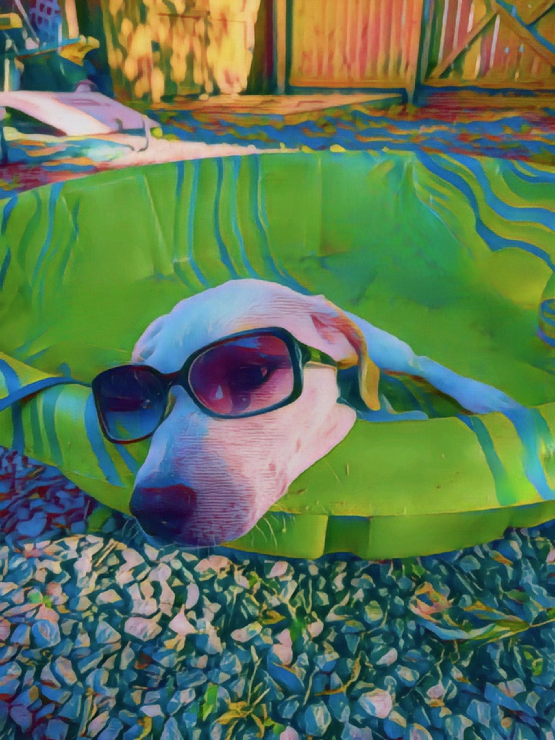 Enlarge Angel, a Adoptable Labrador Retriever in Muskogee, OK image 5/6