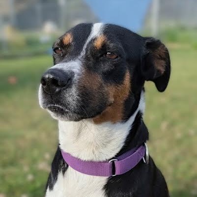 Maggie, a ADOPTABLE mixed breed in Mauston, WI image 1/2