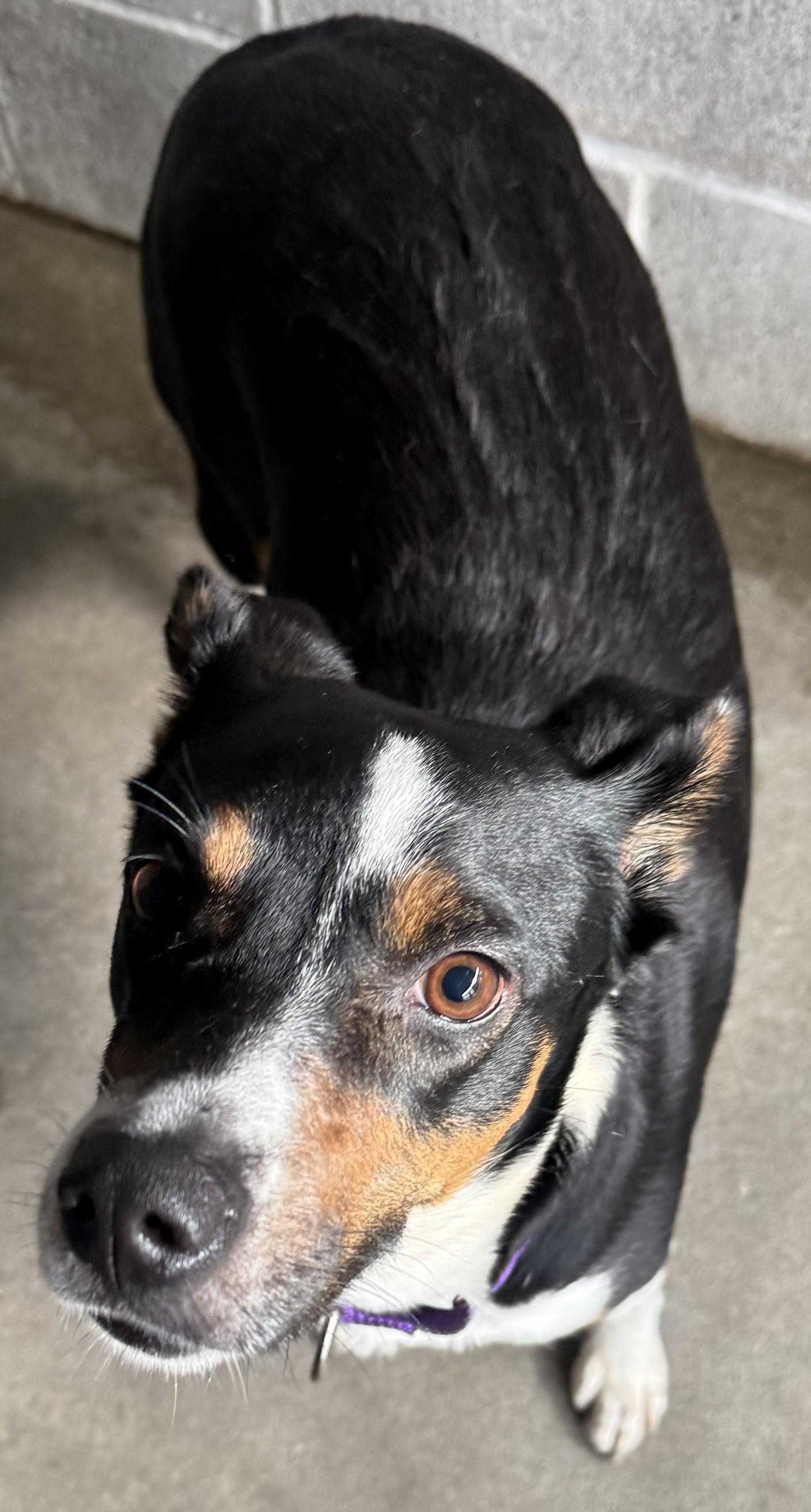 Maggie, a ADOPTABLE mixed breed in Mauston, WI image 2/2