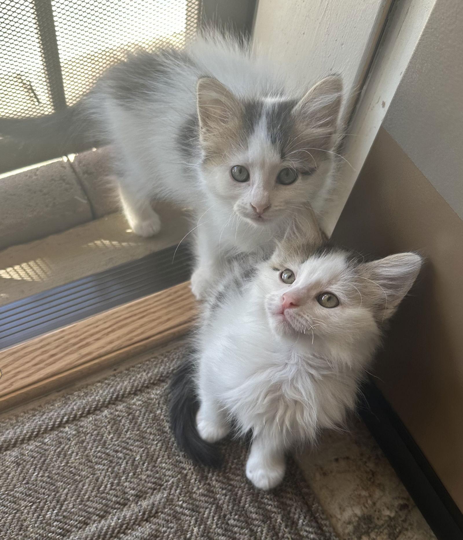 Chai, Adoptable, Kitten Female Domestic Short Hair.