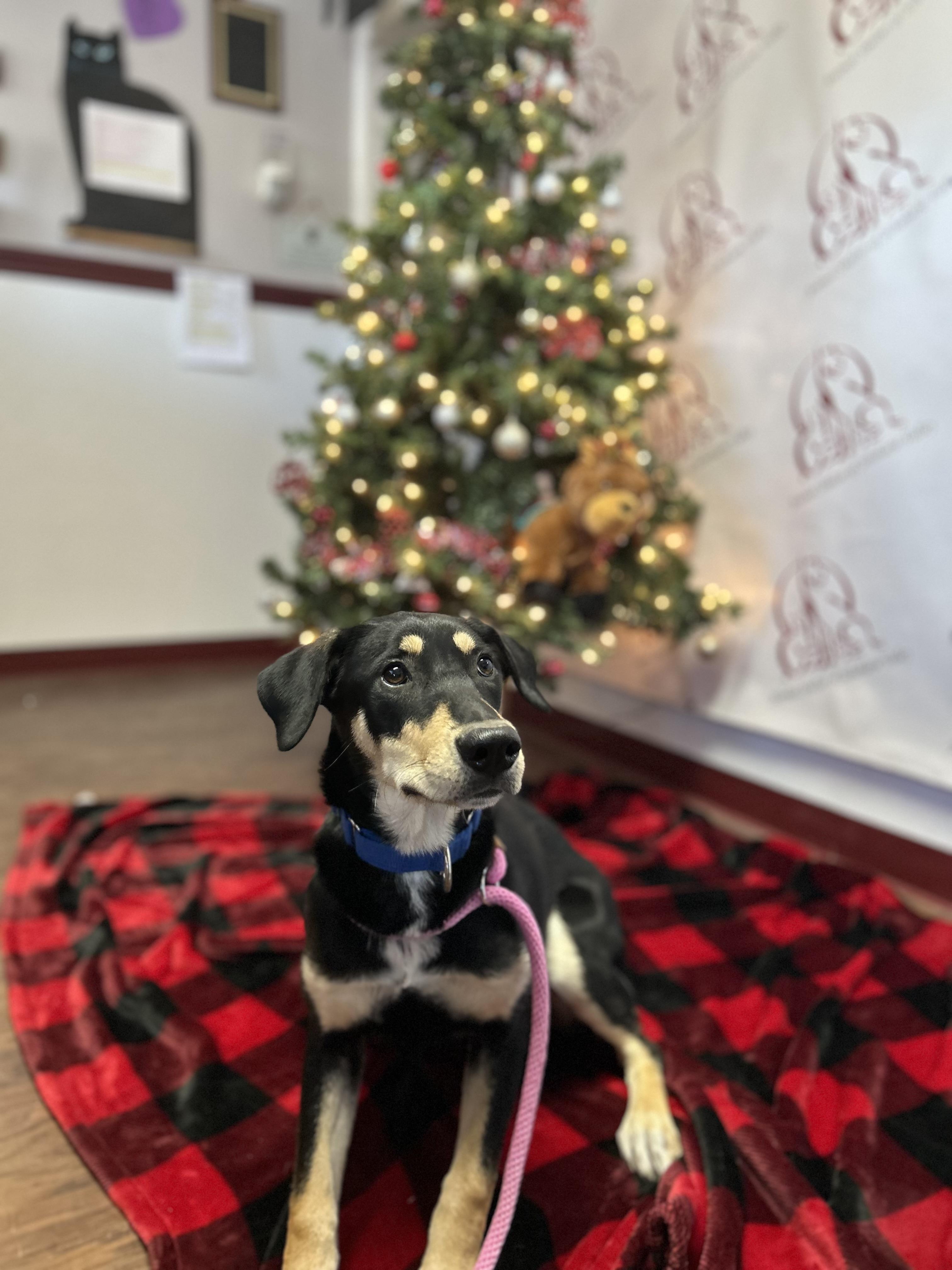 Lyla, Adoptable, Young Female Black and Tan Coonhound.